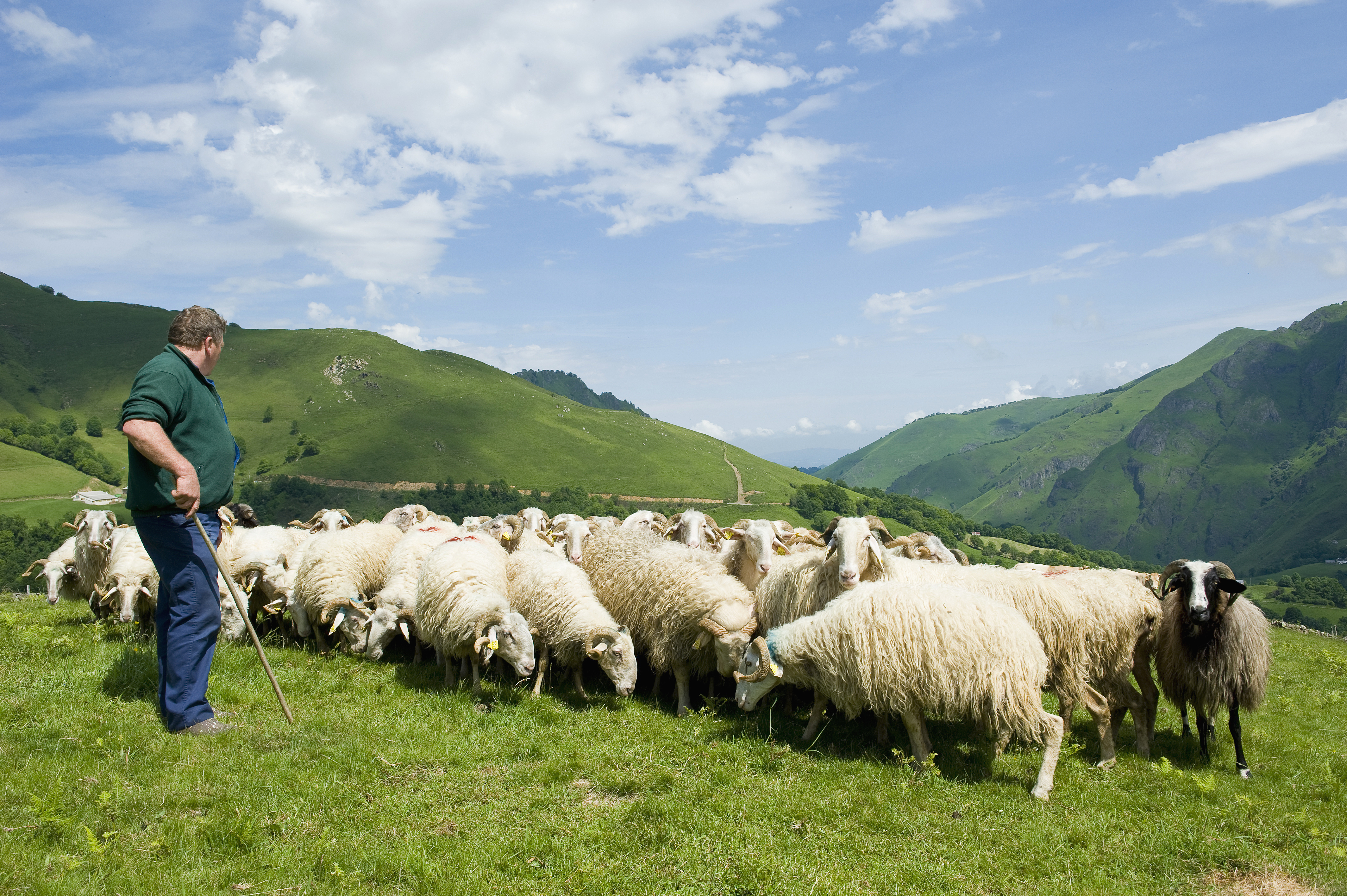Côtelettes d'agneau de lait des pyrénées