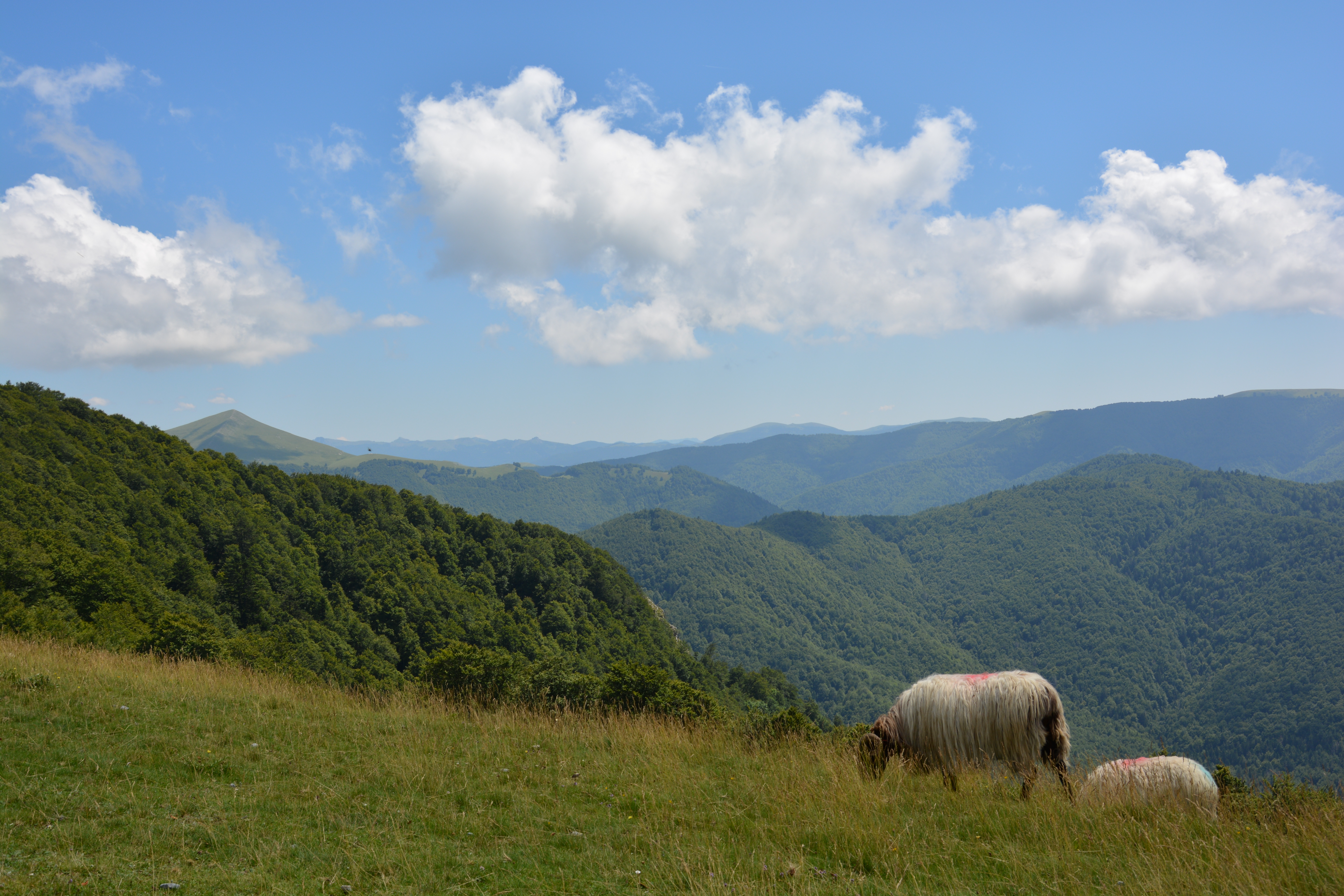 Gigot d'agneau de lait des pyrénées